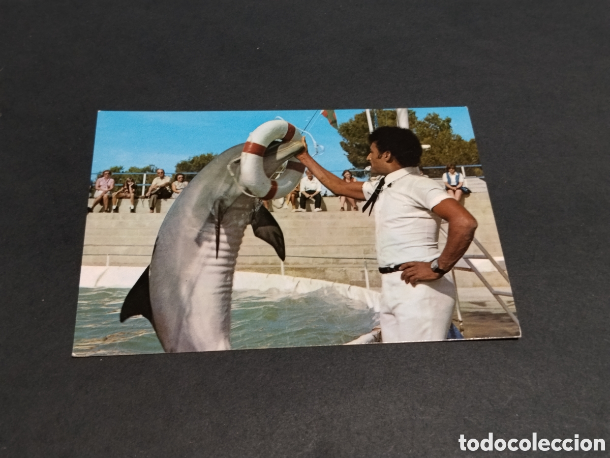 Postales: Postal Florida - Dolphin Show , Tiebor en auto safari Mallorca