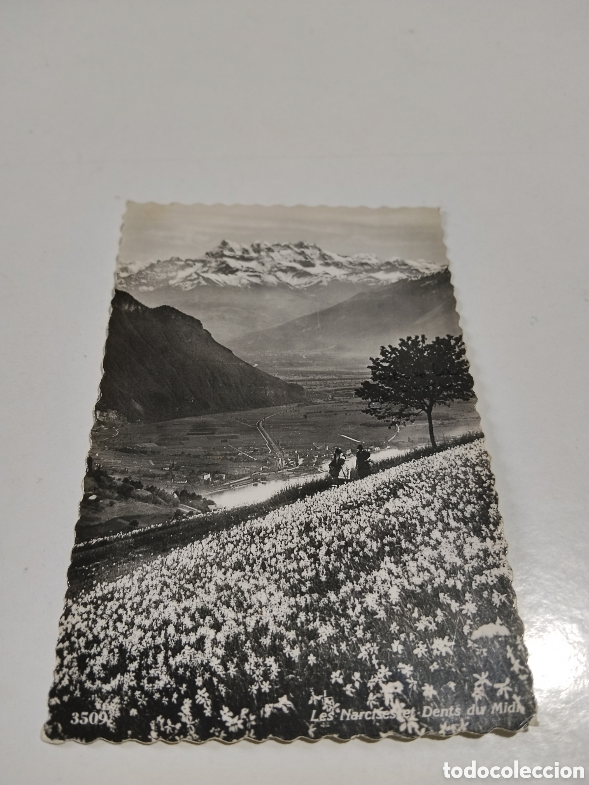 Postales: Postal Les Narciseset Dents du Midi - Foto 1