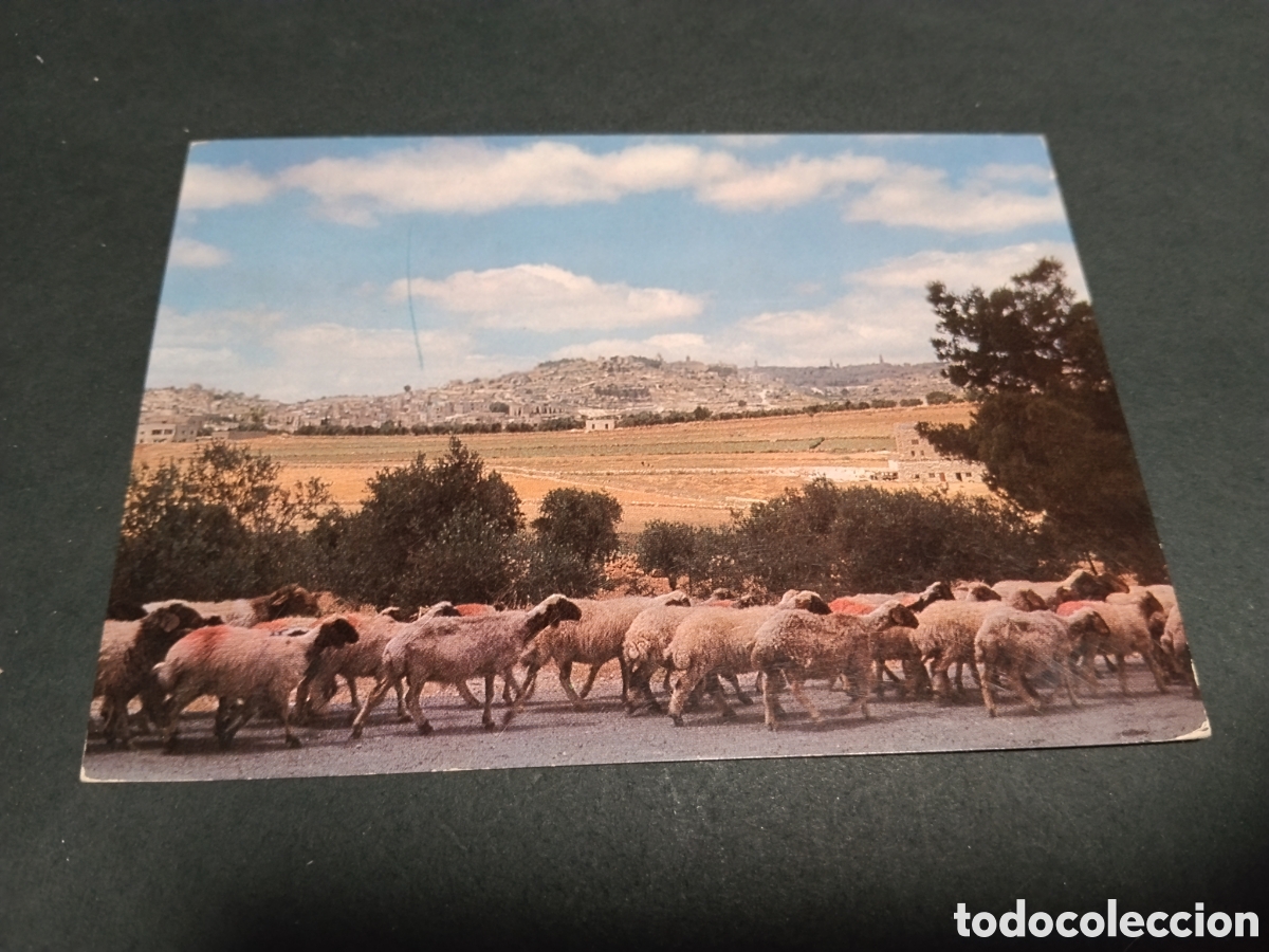 Postales: Postal Bethlehem The Shepherds Field - Foto 1