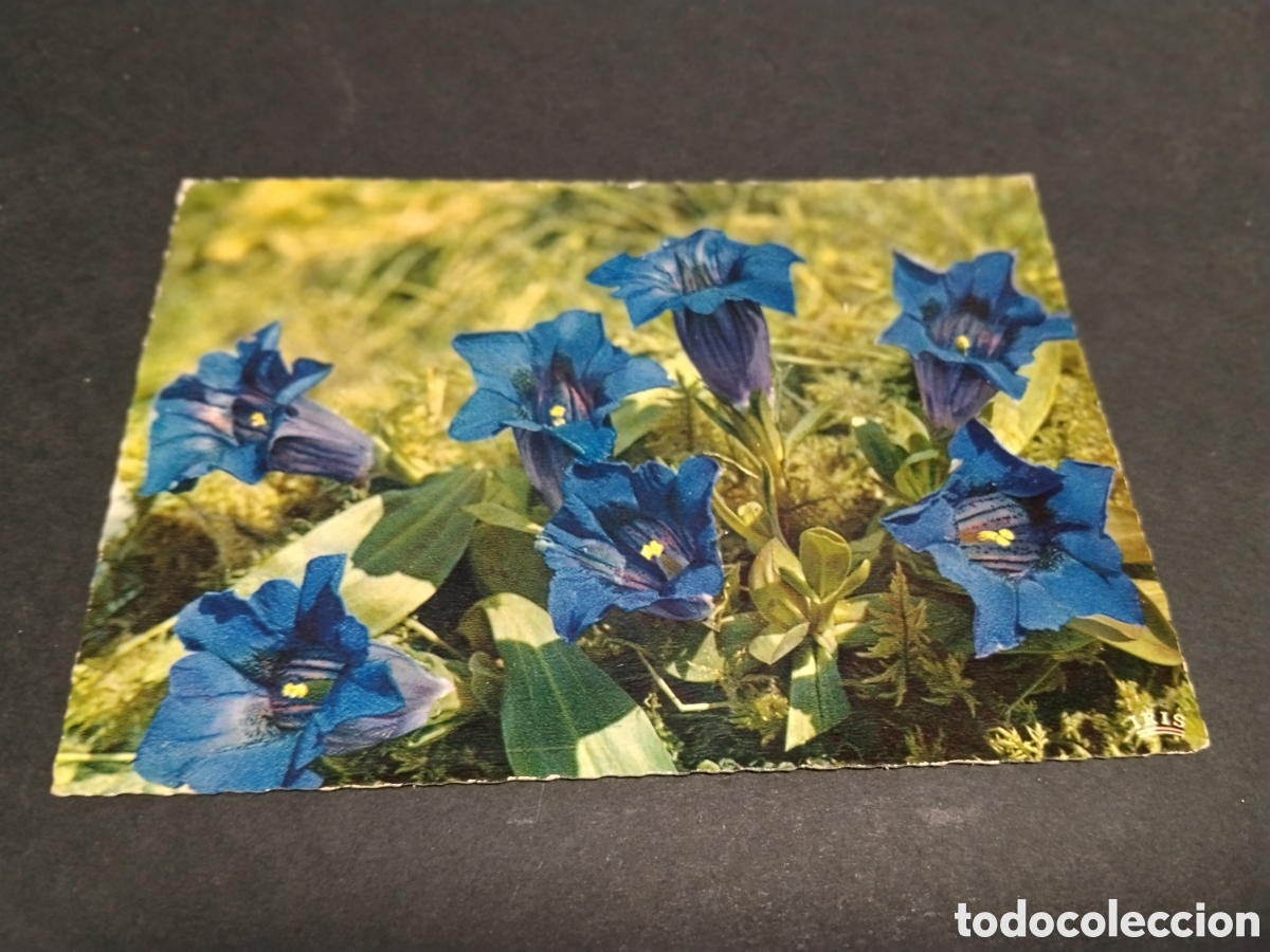 Postales: Postal Flore De Mintagne - Foto 1