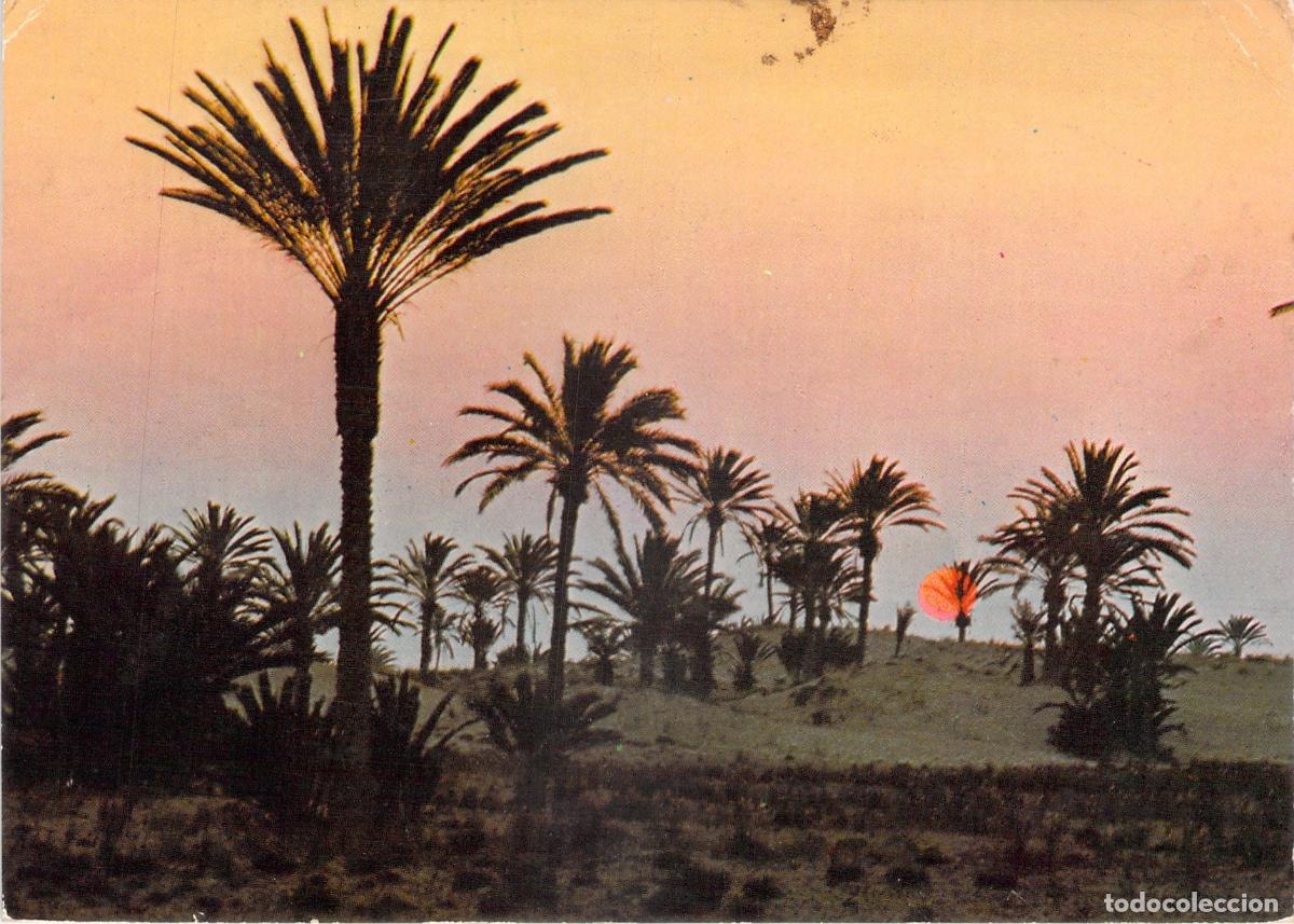 Postales: Postal de Atardecer con Palmeras en T&uacute;nez - Foto 1