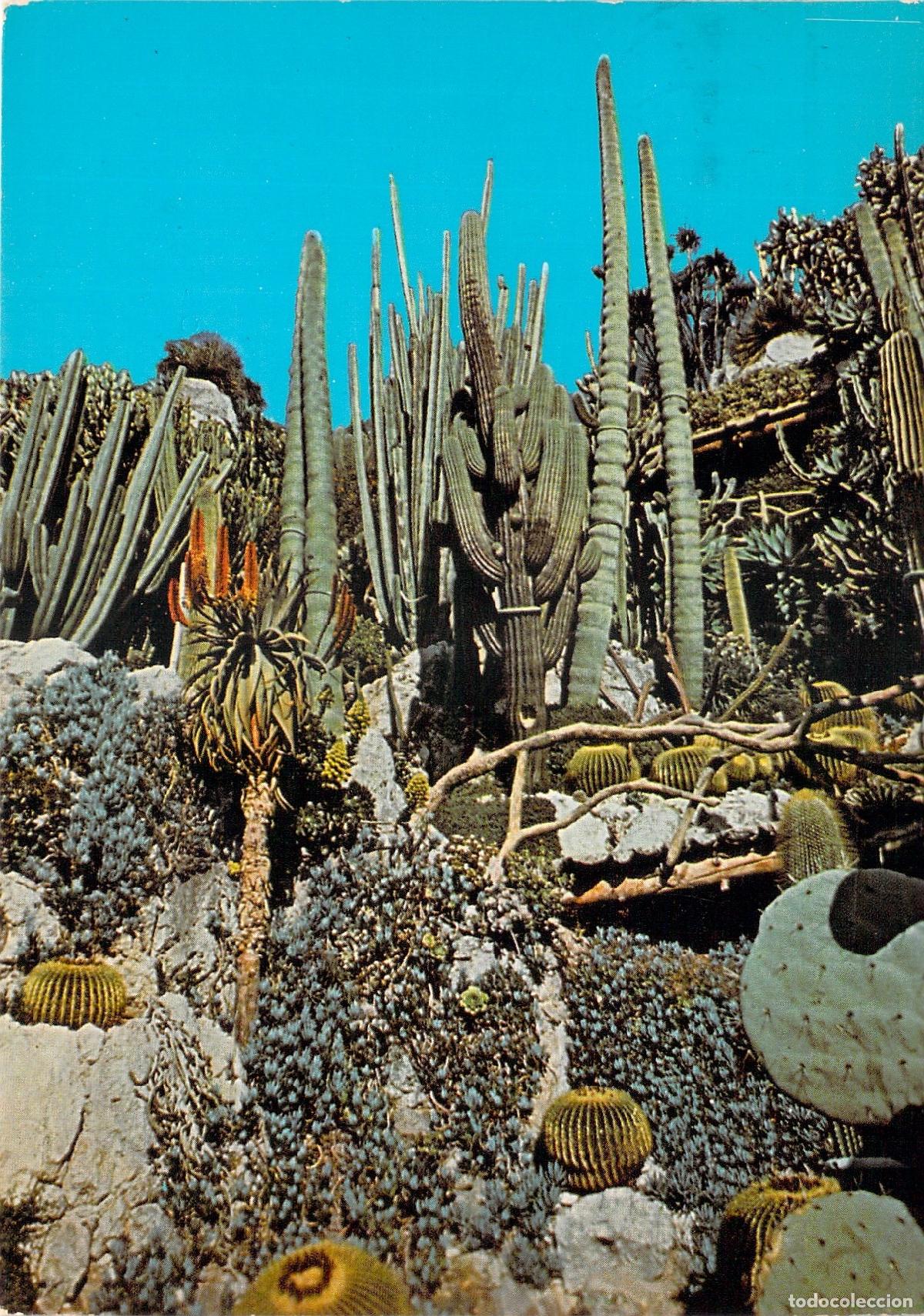 Postales: Postal del Jard&iacute;n Ex&oacute;tico de M&oacute;naco con Plantas Suculentas