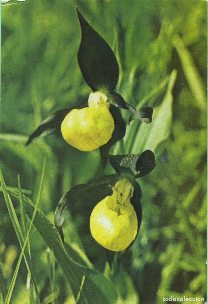 Postales: Museo del delta del Danubio. Tulcea. Zapatilla de dama. Sin circular
