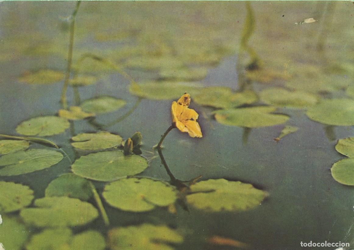 Postales: Lirio de agua. Nymphoides peltata (Gmel.) o. Ktze. Sin circular. Foto P. Weber