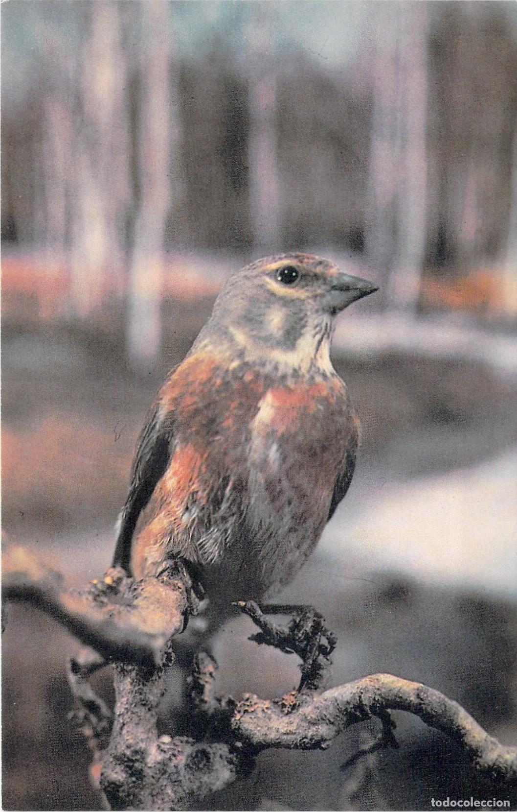 Postales: Postal con fotograf&iacute;a de un P&aacute;jaro Pardillo Com&uacute;n