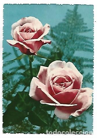 Postales: PAREJA DE ROSAS, ROSAS CON HELECHO - Foto 1