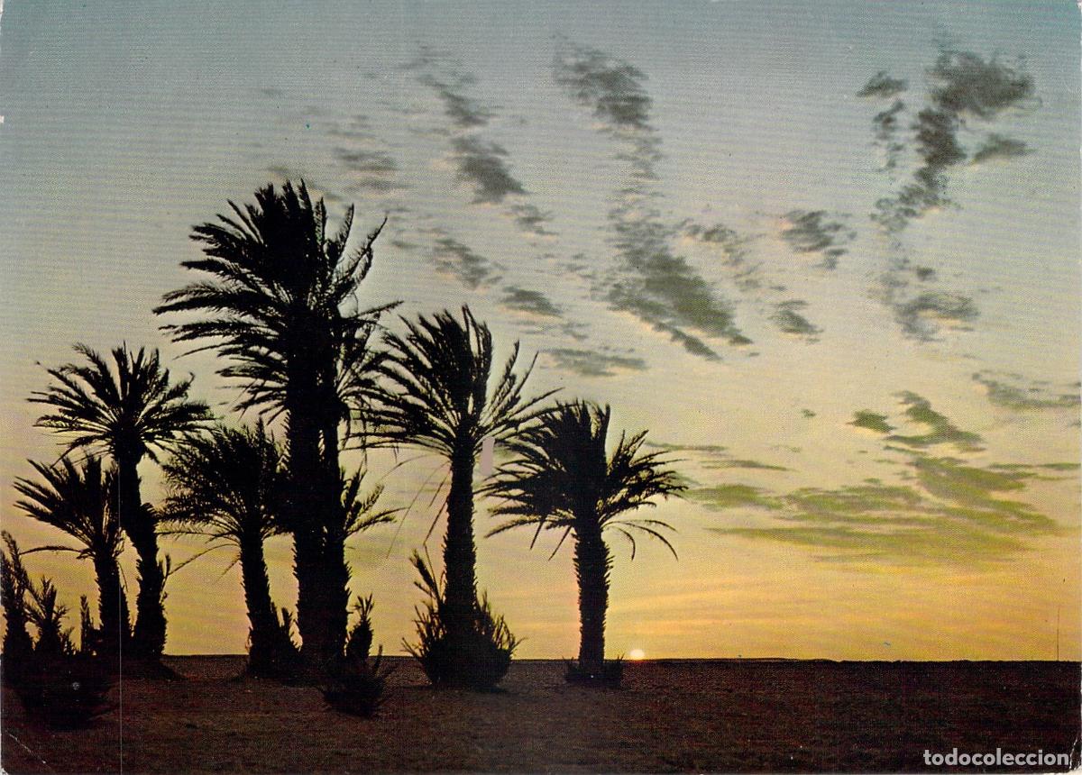 Postales: Postal Palmeral a la Puesta del Sol en Smara Sahara