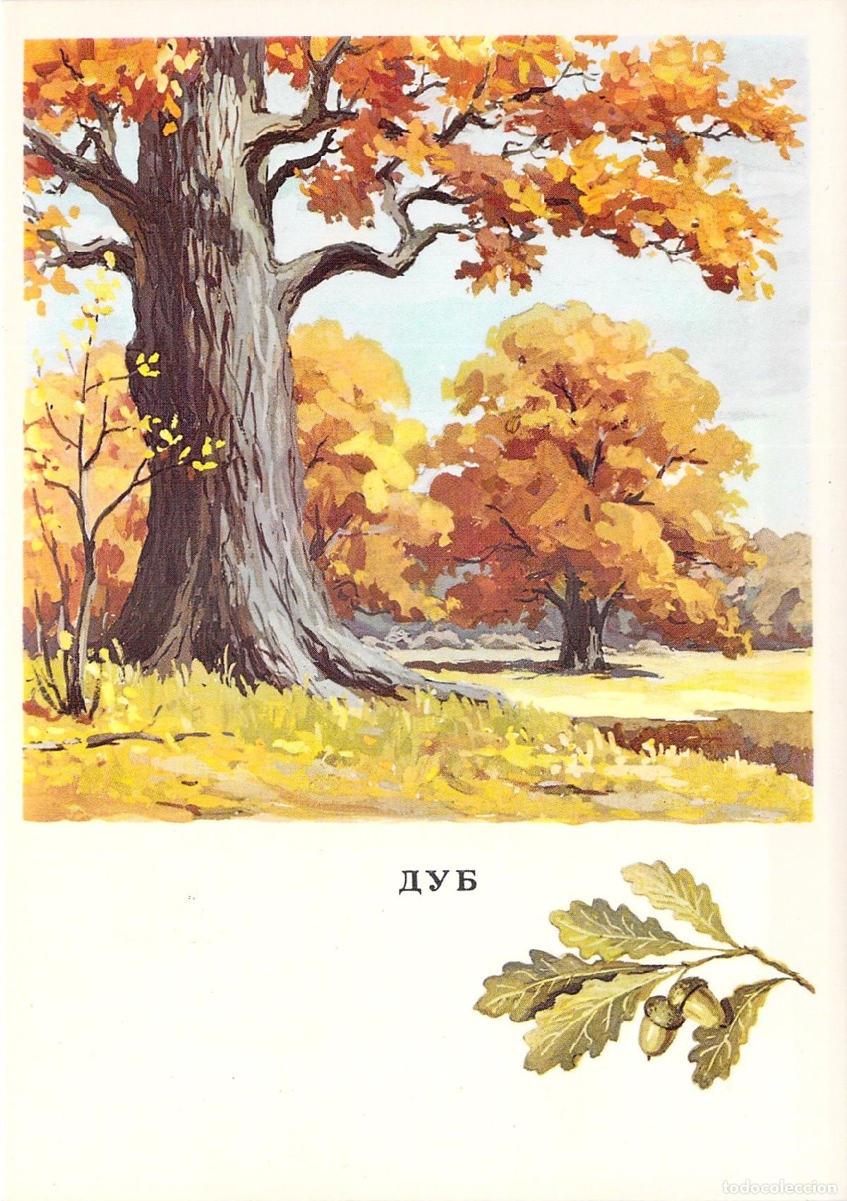Postales: Postal ilustrada educativa: El Roble (1979) - Foto 1