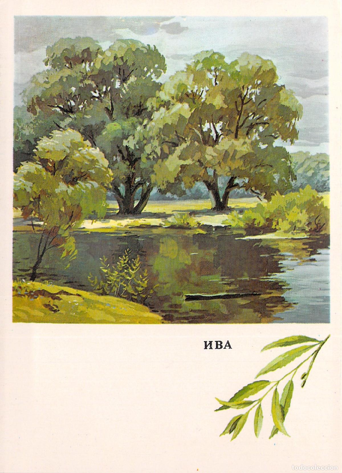 Postales: Postal de Sauce &aacute;rbol bot&aacute;nica sovi&eacute;tica - Foto 1