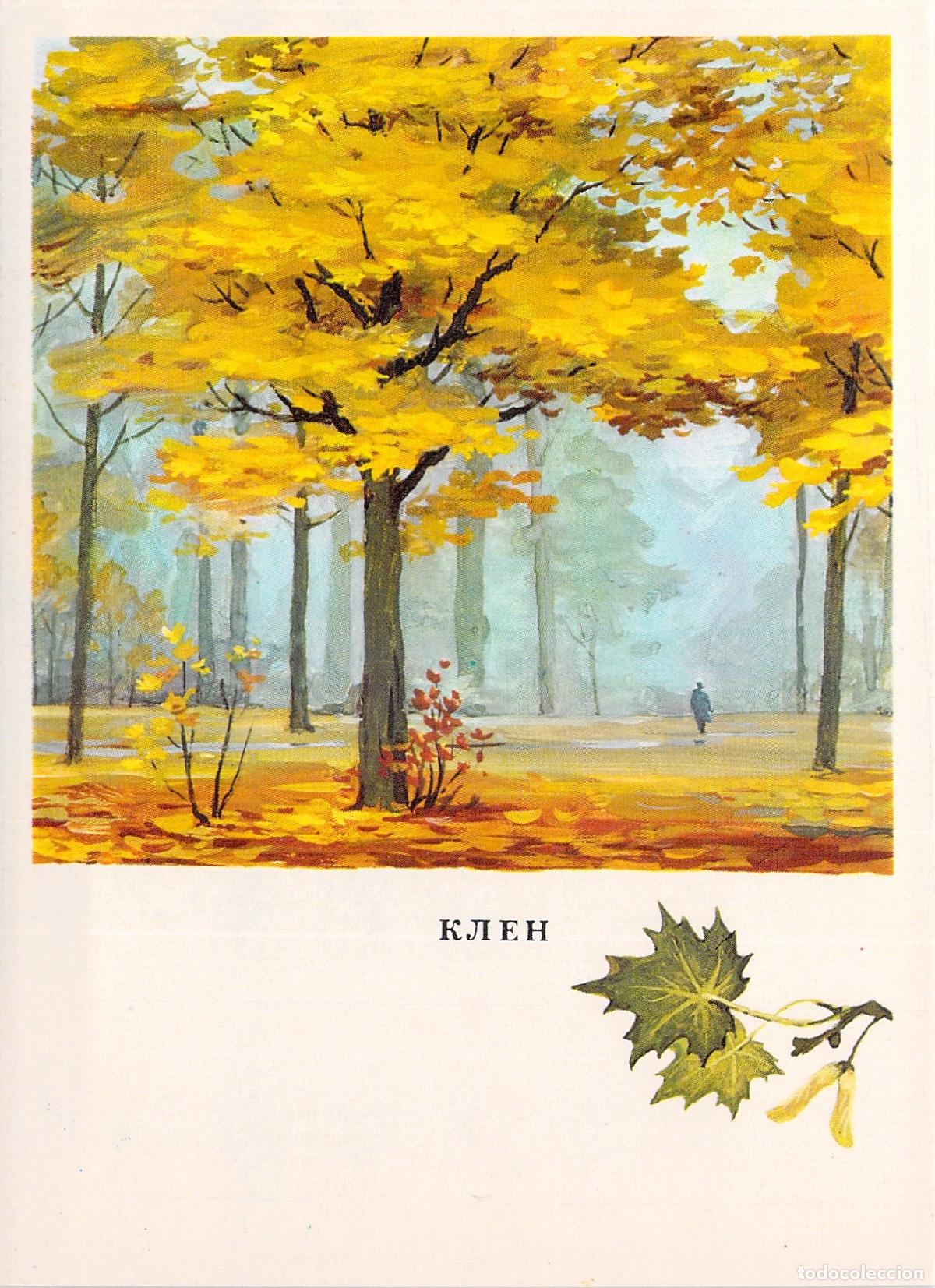 Postales: Postal educativa sobre el Arce (Klen) con ilustraci&oacute;n bot&aacute;nica