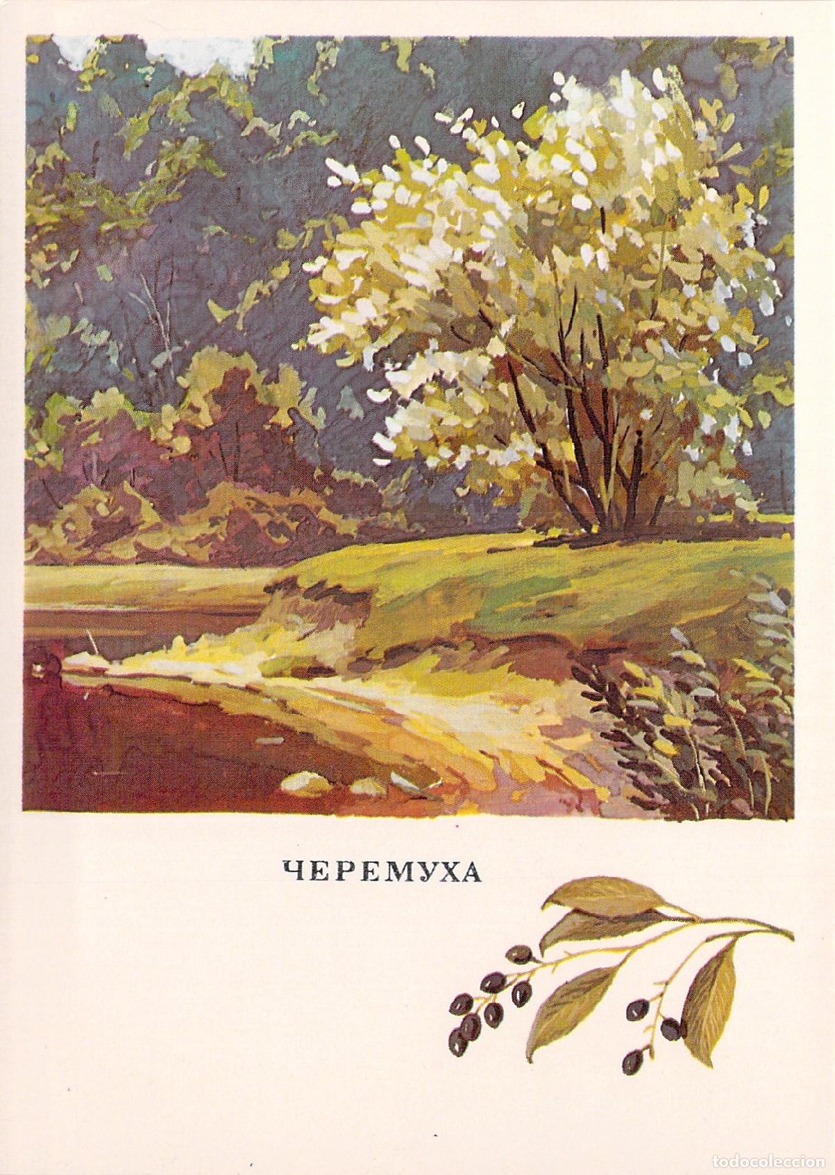 Postales: Postal ilustrada de &aacute;rbol de cerezo de racimo - Foto 1
