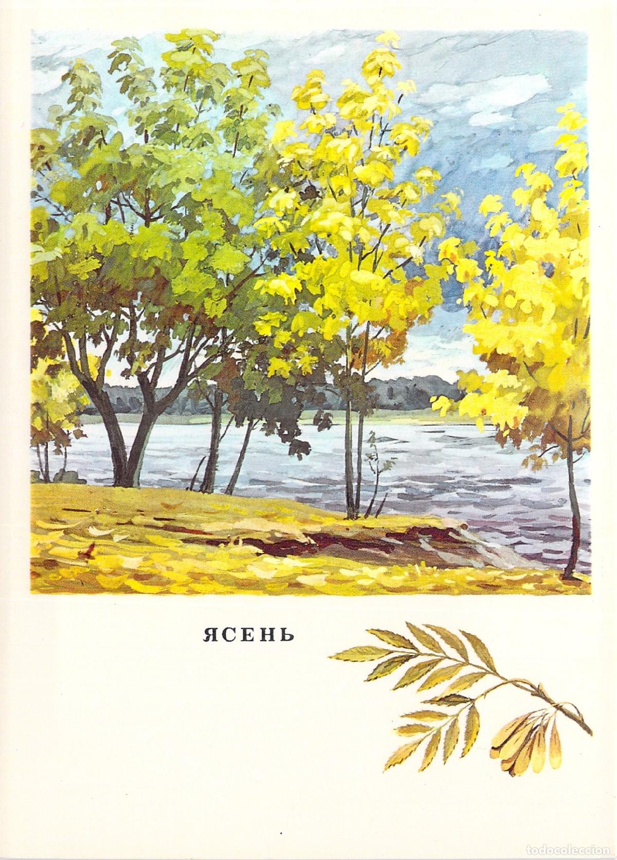 Postales: Postal ilustrada de un fresno - Foto 1