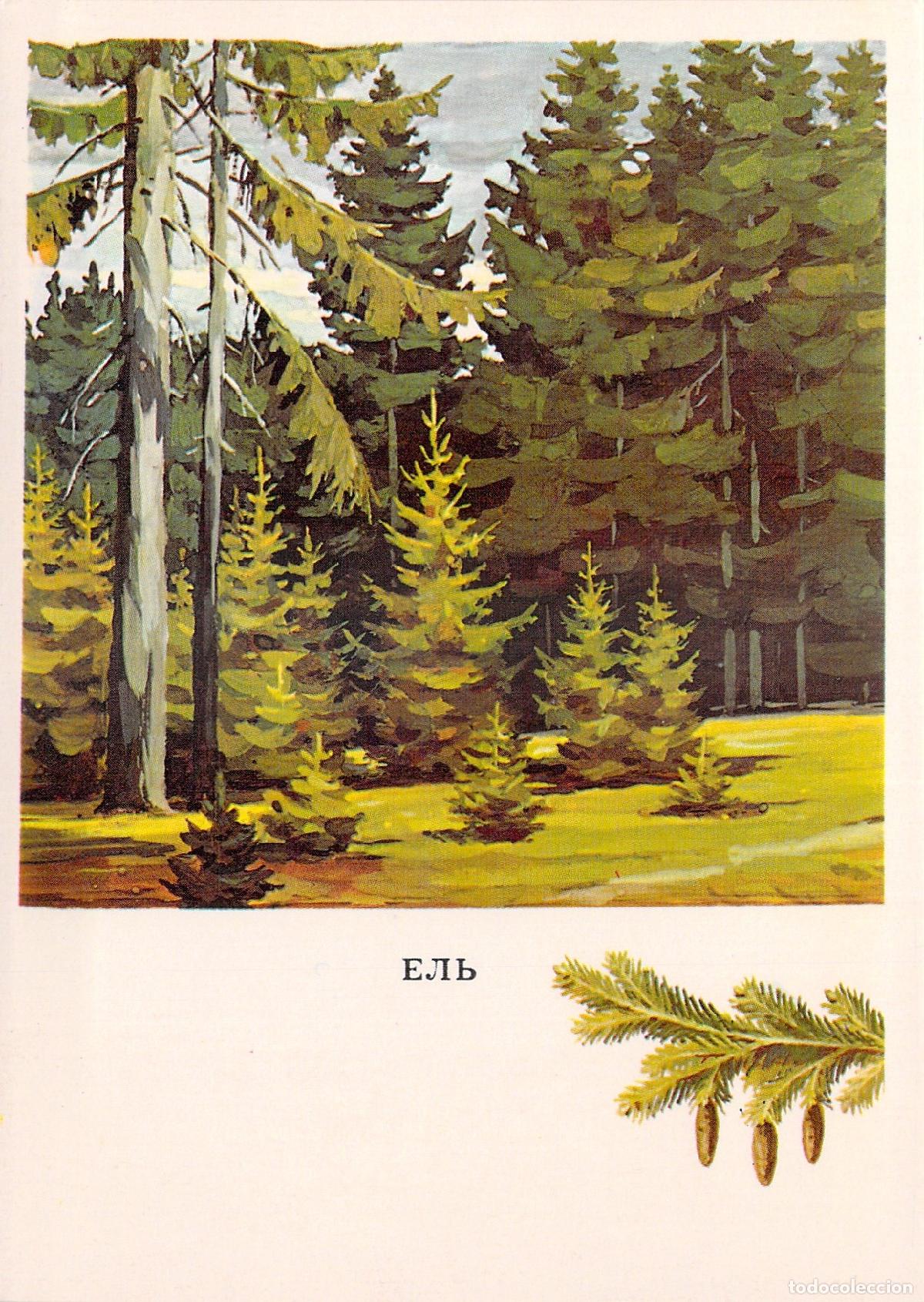 Postales: Postal ilustrada de &aacute;rbol de abeto en el bosque - Foto 1