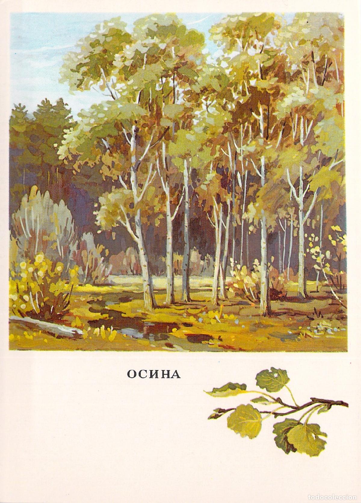 Postales: Postal ilustrada de la especie arb&oacute;rea &aacute;lamo tembl&oacute;n o &aacute;lamo tembl&oacute;n