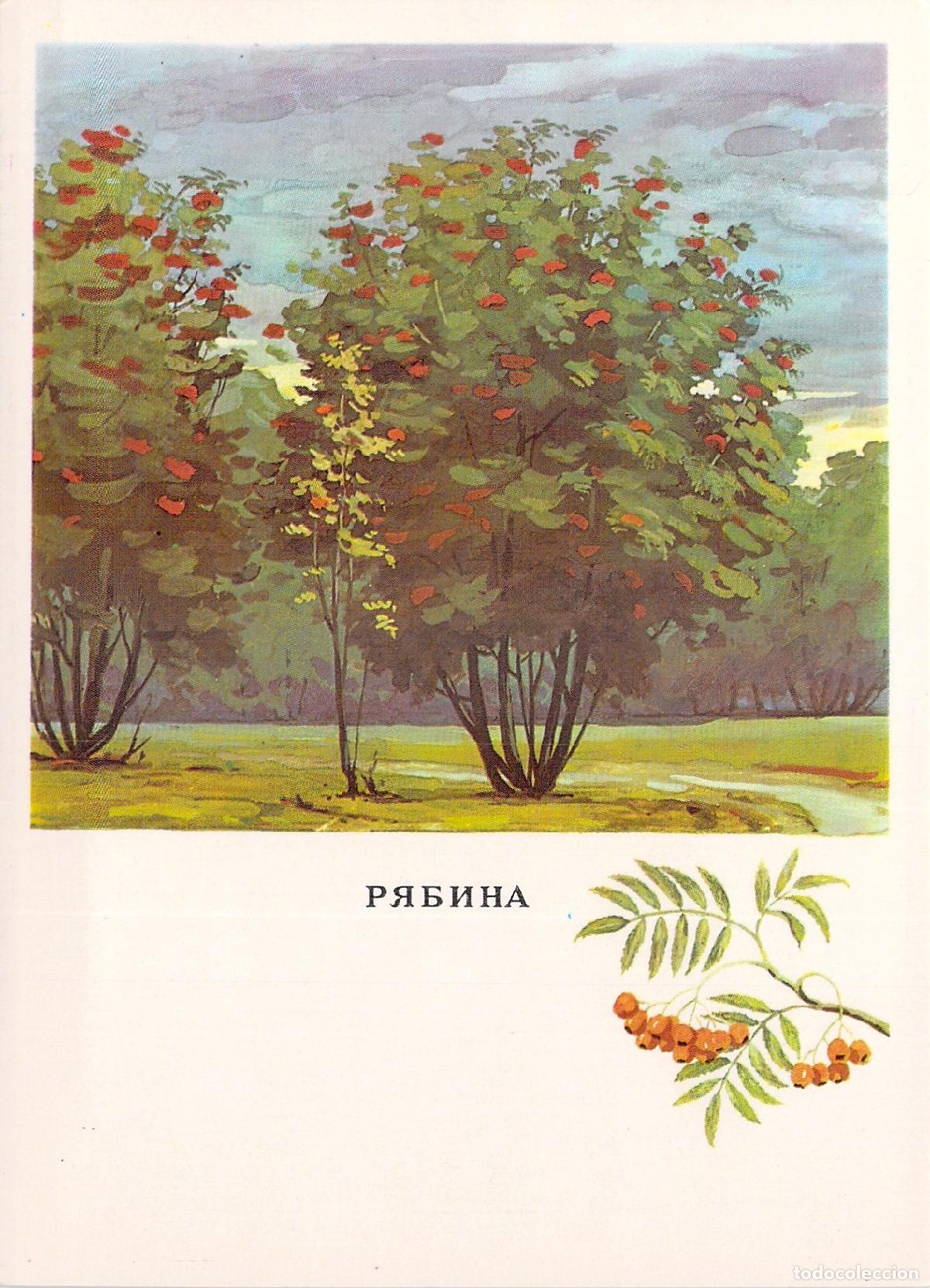 Postales: Postal con ilustraci&oacute;n bot&aacute;nica de un serbal - Foto 1