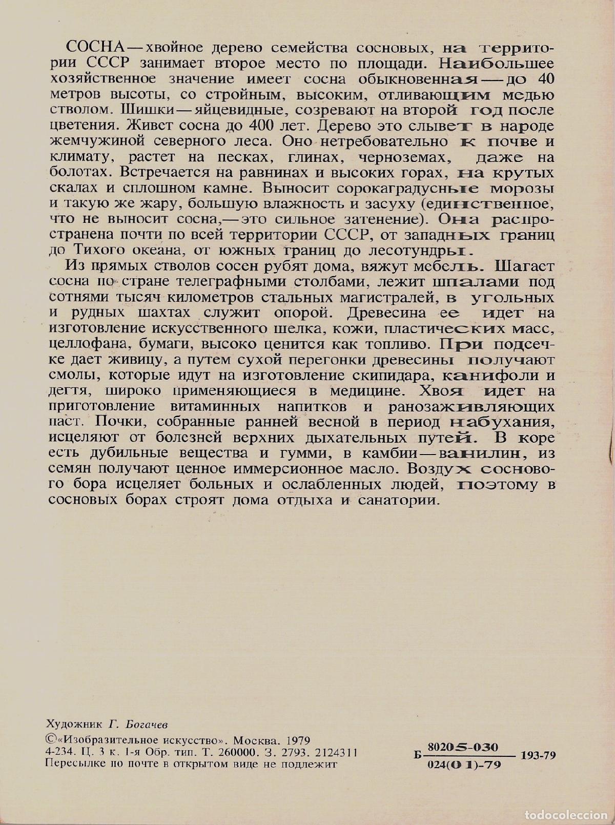Postales: Postal ilustrada de &aacute;rbol de pino en la URSS - Foto 2