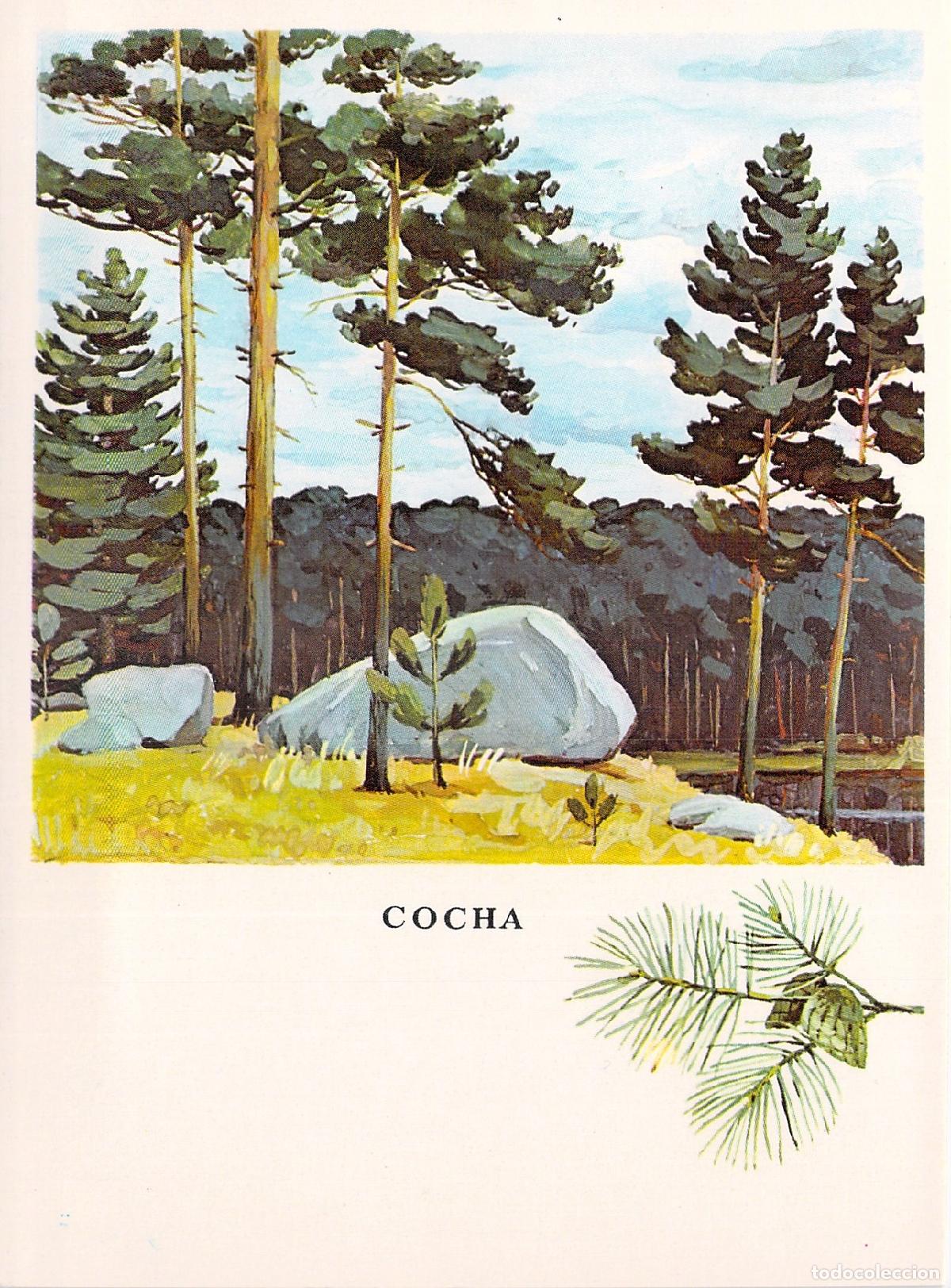 Postales: Postal ilustrada de &aacute;rbol de pino en la URSS - Foto 1