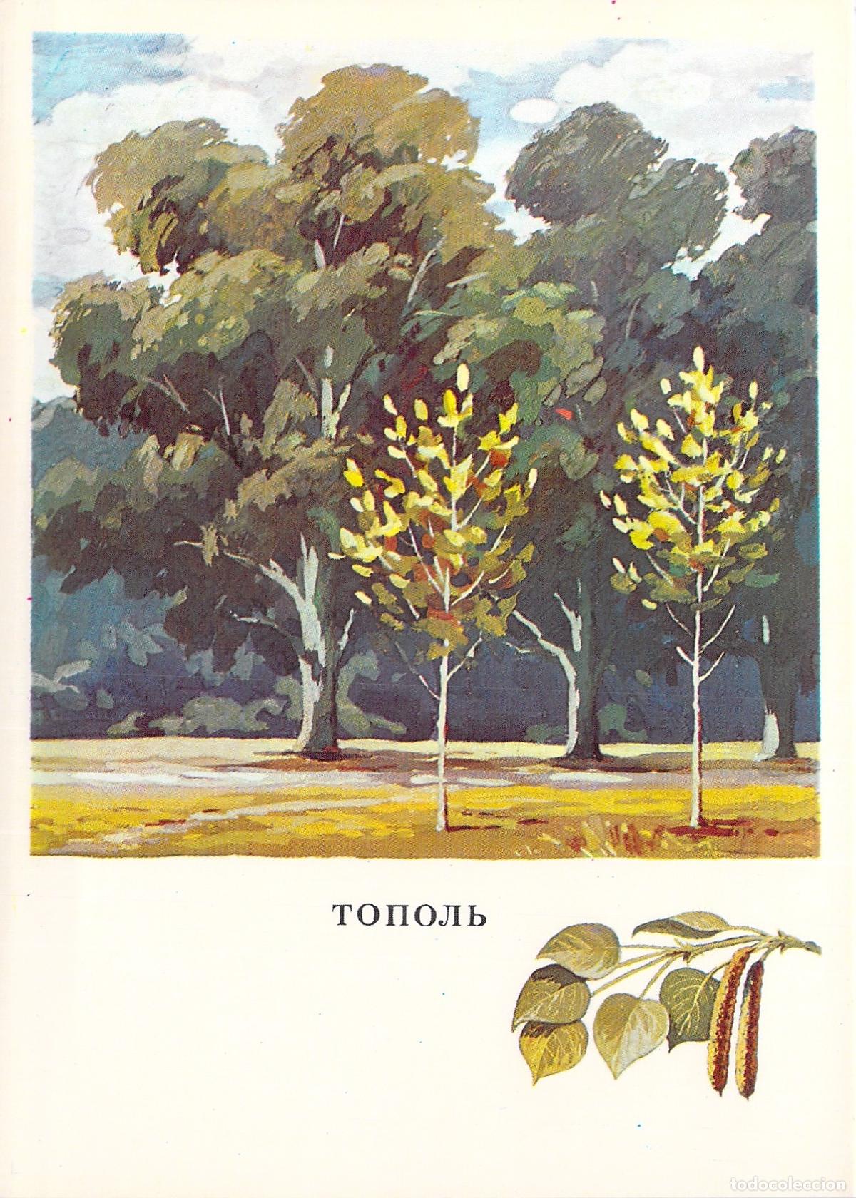 Postales: Postal educativa sobre el &aacute;rbol &aacute;lamo en la URSS