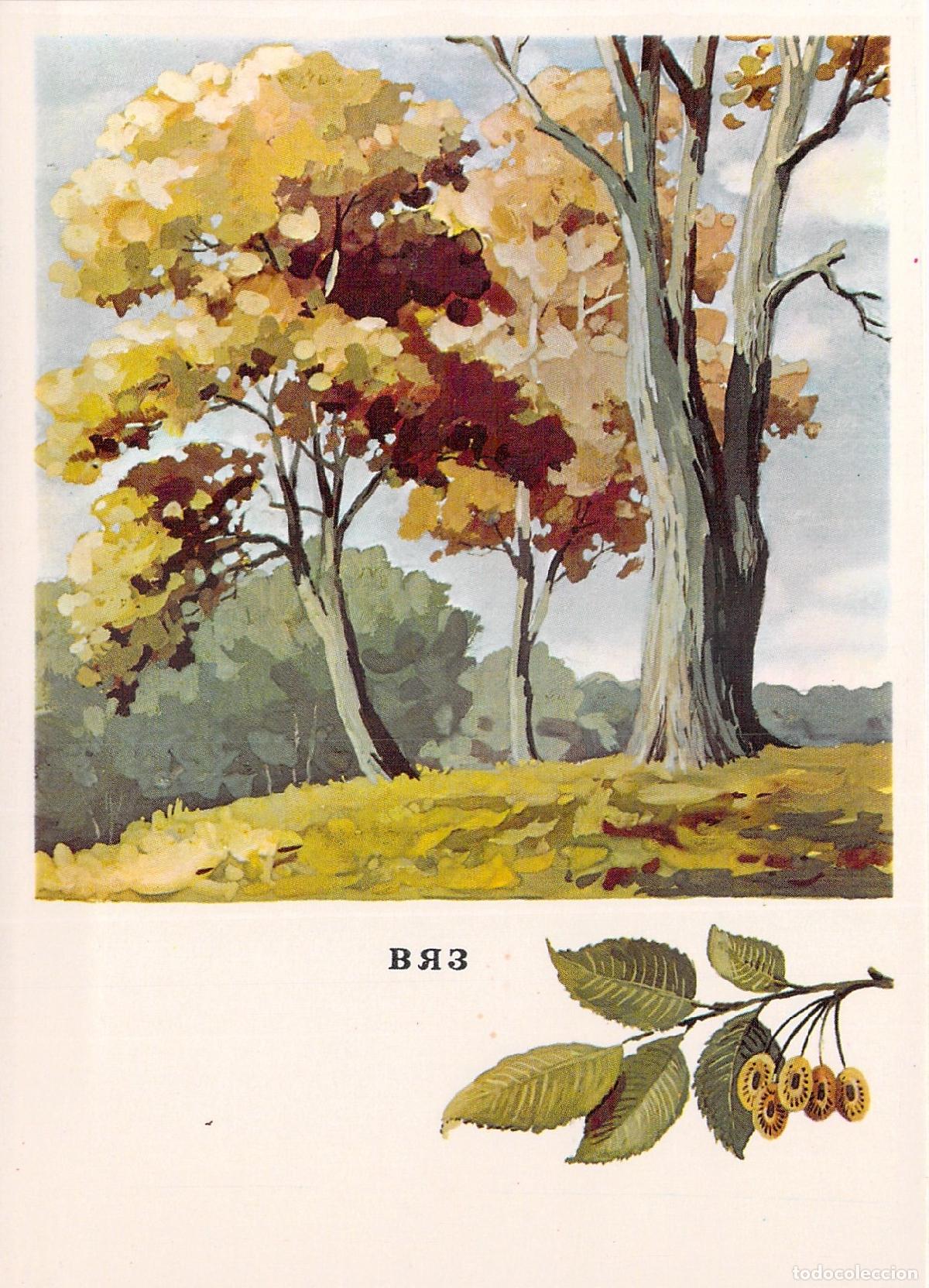 Postales: Postal educativa sobre el &aacute;rbol Olmo (Ulmus glabra)