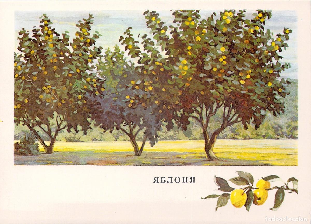Postales: Postal ilustrada de un manzano silvestre