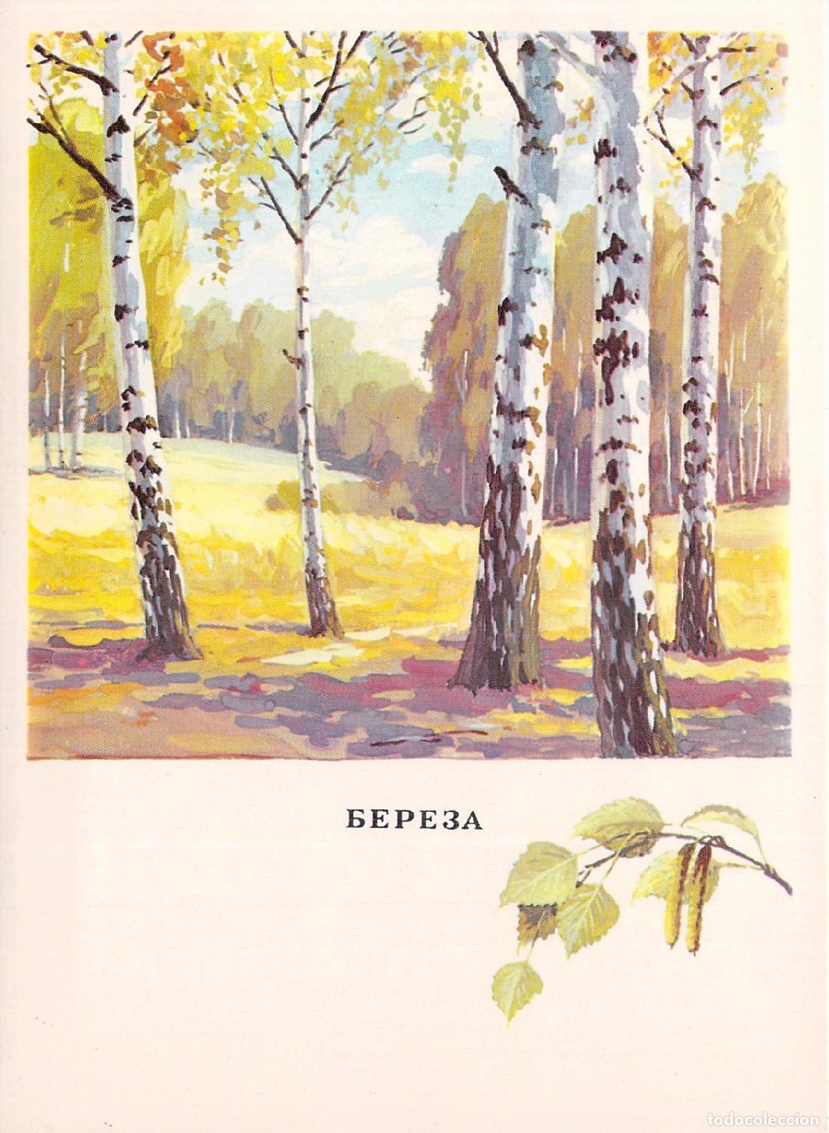 Postales: Postal con ilustraci&oacute;n de abedules en el bosque - Foto 1