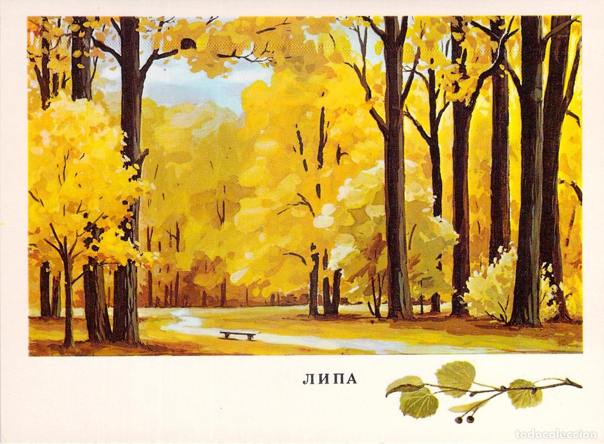 Postales: Postal educativa con ilustraci&oacute;n de un tilo en oto&ntilde;o