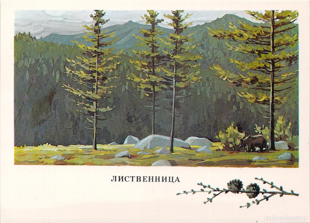 Postales: Postal educativa sobre el alerce, flora de la URSS - Foto 1