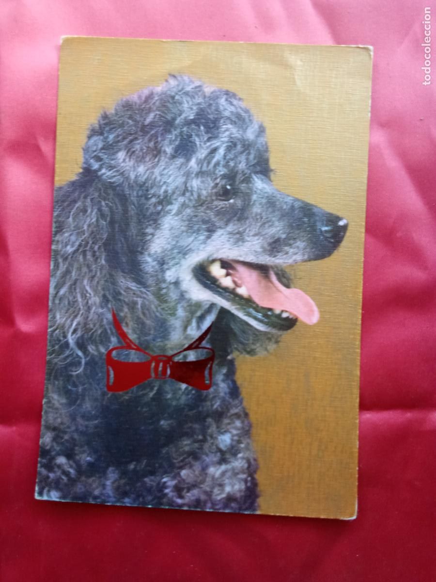 Postales: Postal perro con pajarita P.1940