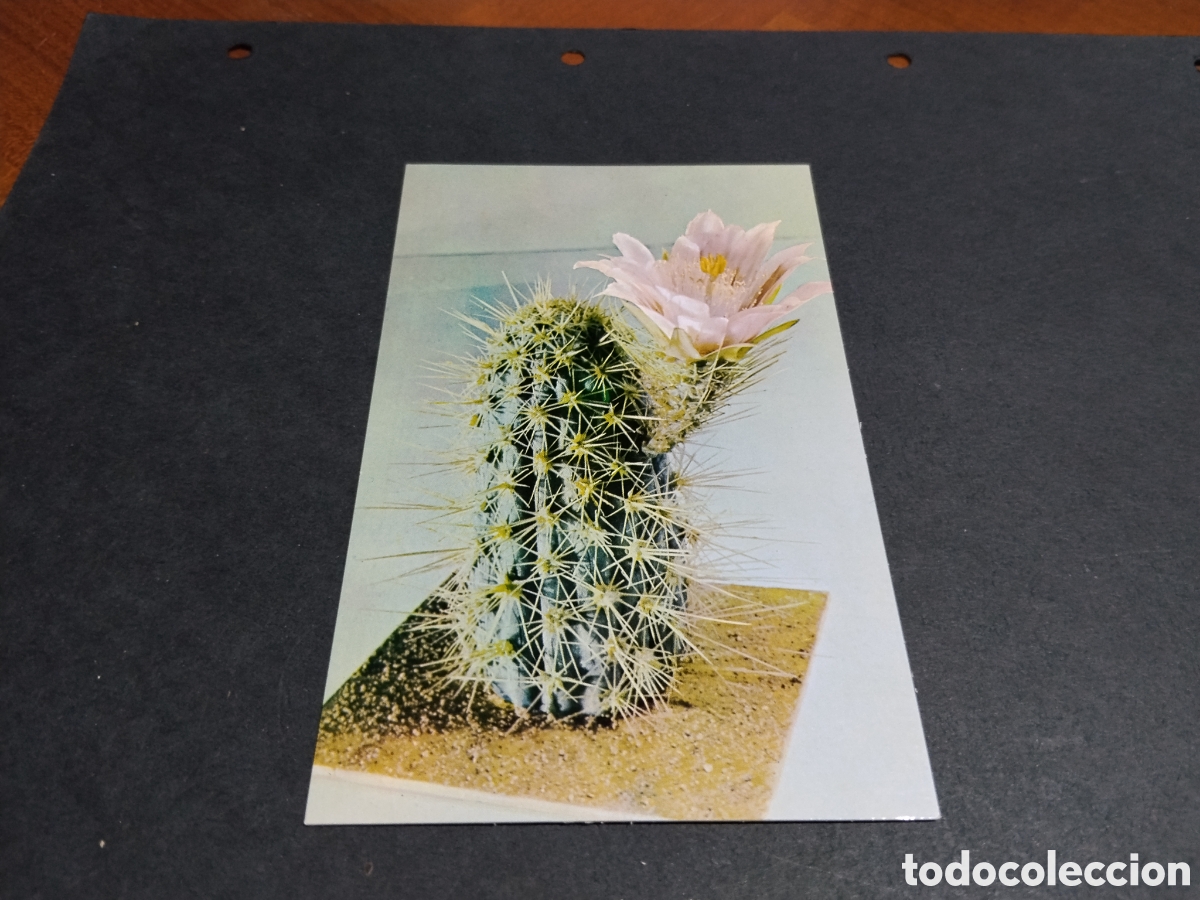 Postales: Postal museo echinocereus planta - Foto 1