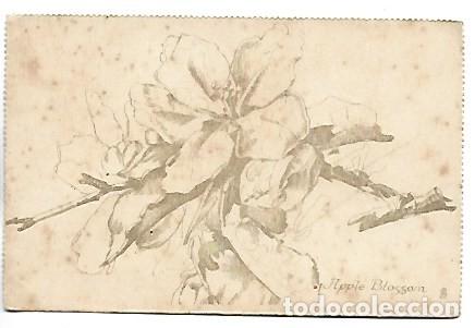 Postales: APPLE BLOSSOM.- &rdquo; FAIR FLOWERS &rdquo;