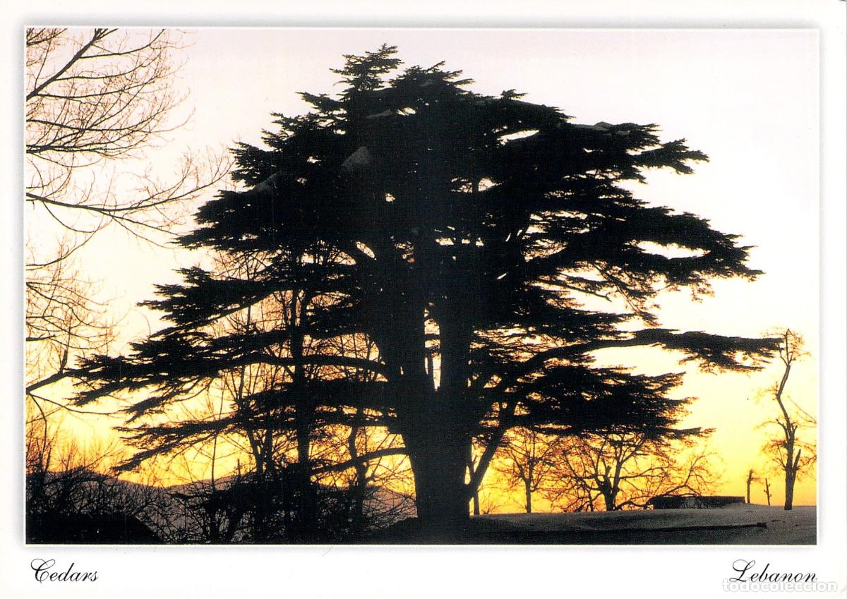 Postales: Postal de los Cedros del L&iacute;bano al atardecer