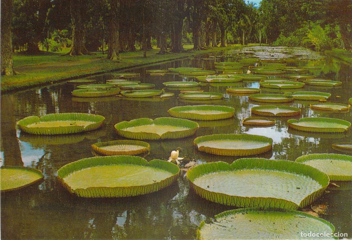 Postales: Postal de Pamplemousses Jard&iacute;n Bot&aacute;nico Nen&uacute;fares Mauricio