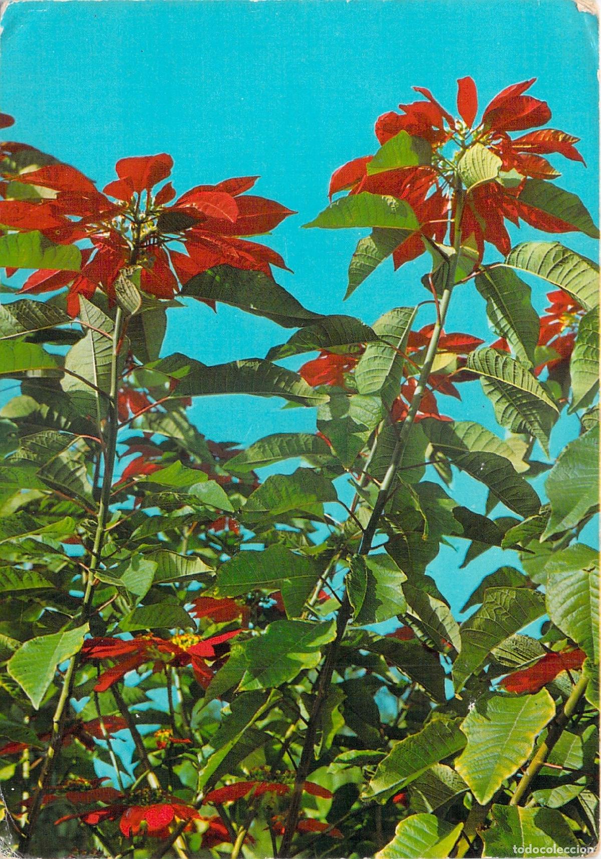 Postales: Postal de flores de Paraguay, naturaleza tropical