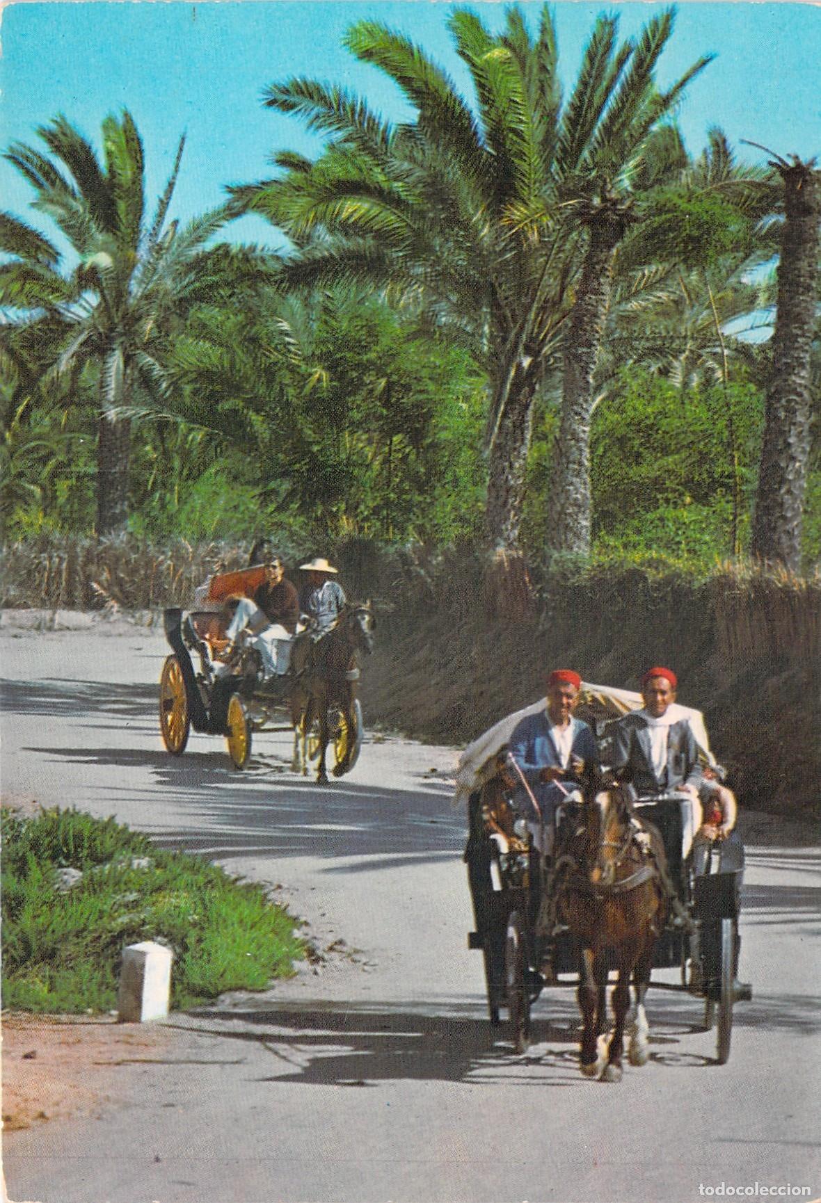 Postales: Postal de Gabes T&uacute;nez Paseo por el Oasis
