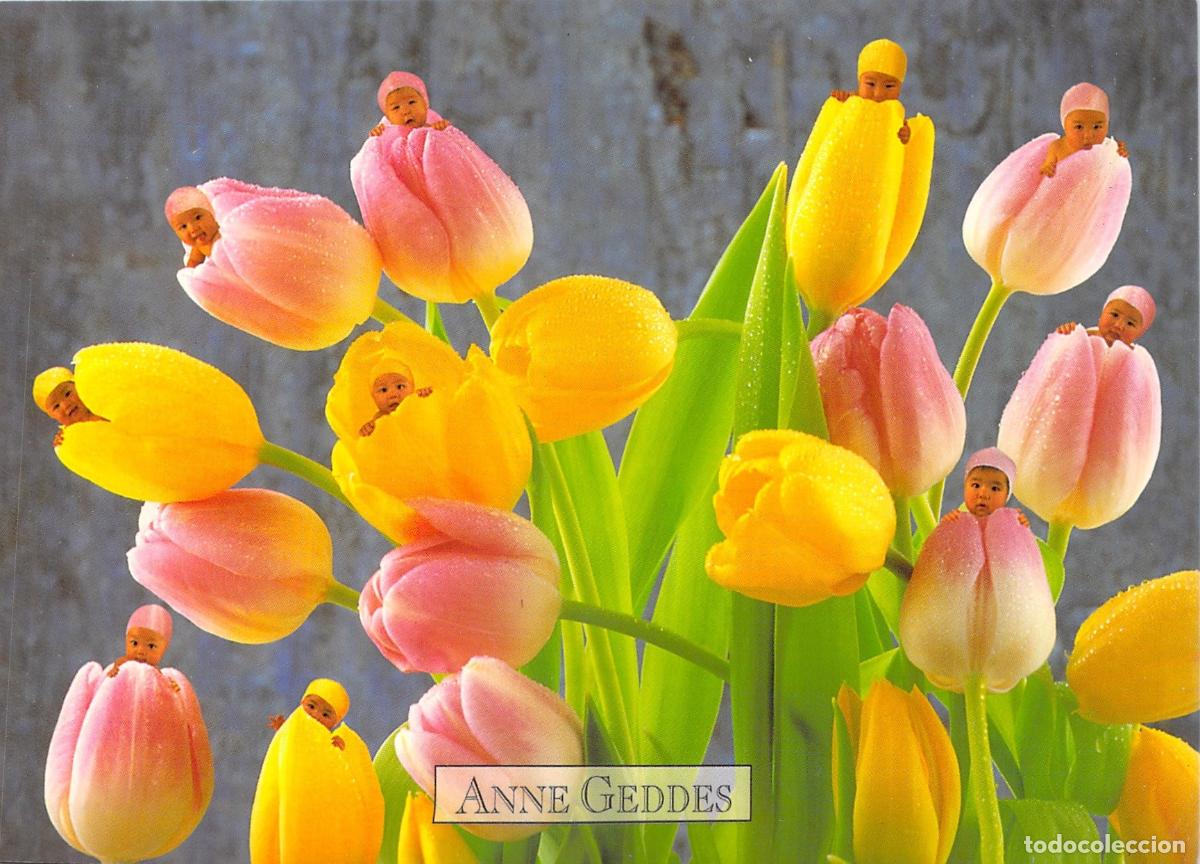 Postales: Postal de Anne Geddes con beb&eacute;s dentro de coloridos tulipanes
