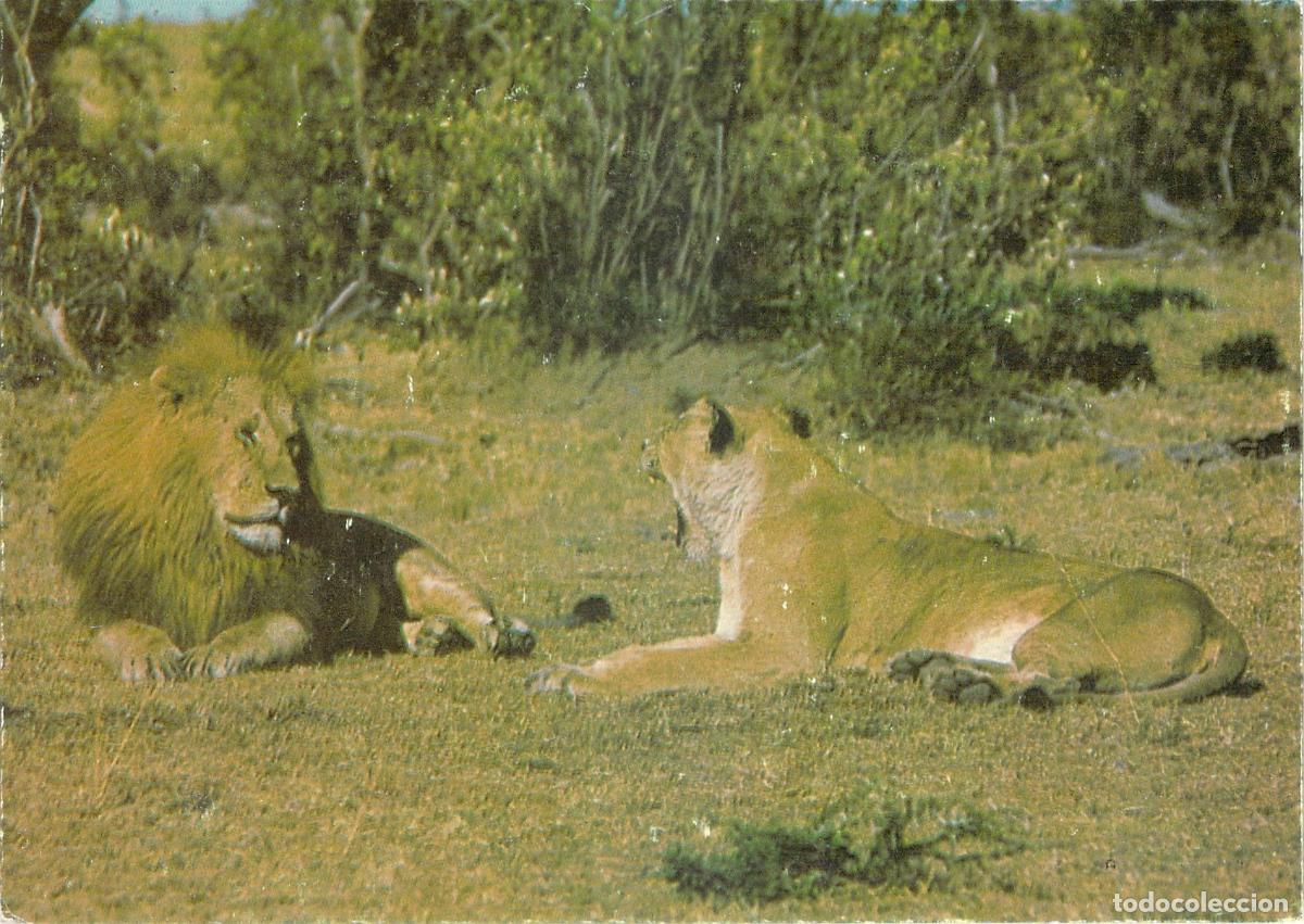 Postales: Postal de le&oacute;n y leona en safari, Kenia