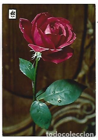 Postales: PRIMER PLANO ROSA SOLITARIA
