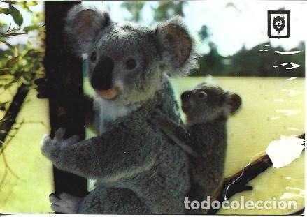 Cartes Postales: POSTAL A7497: koala