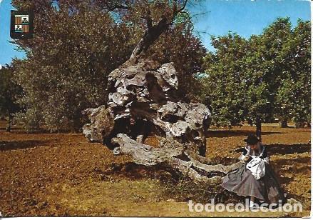 Postales: POSTAL A7780: Olivo milenario en Mallorca