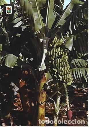 Postais: POSTAL A7761: Racimo de platanos en Gran Canaria