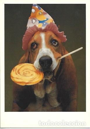 Postais: POSTAL A7778: Perro con piruleta