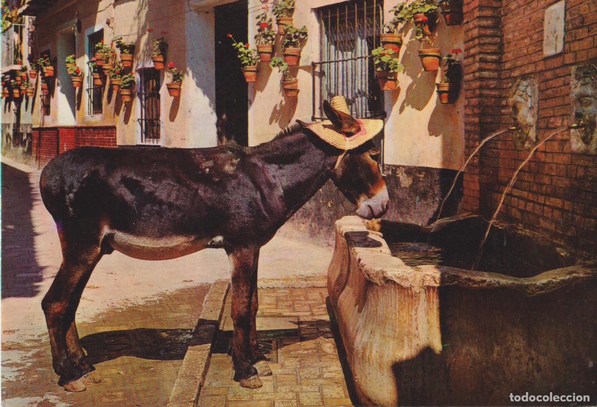 Postales: ESPA&Ntilde;A, ESCENA T&Iacute;PICA - EDITA BEASCOA N&ordm;815 - S/C