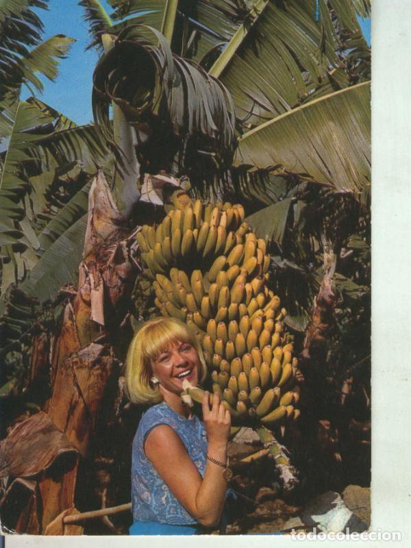 Postales: Postal 011446: Plataneras en Canaria - Varios