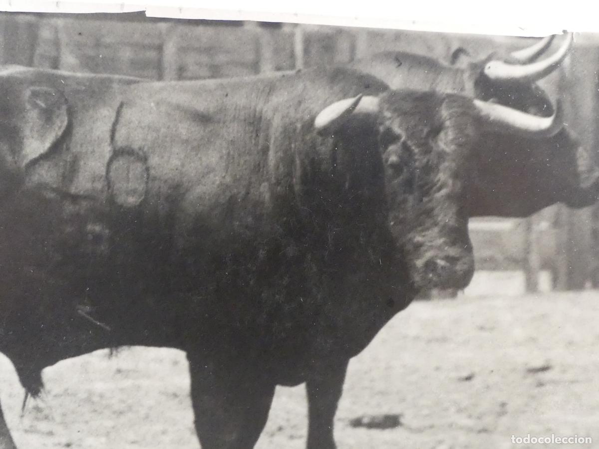 Postales: ANTIGUA TARJETA POSTAL -TORO -- REF: T101 - Foto 3