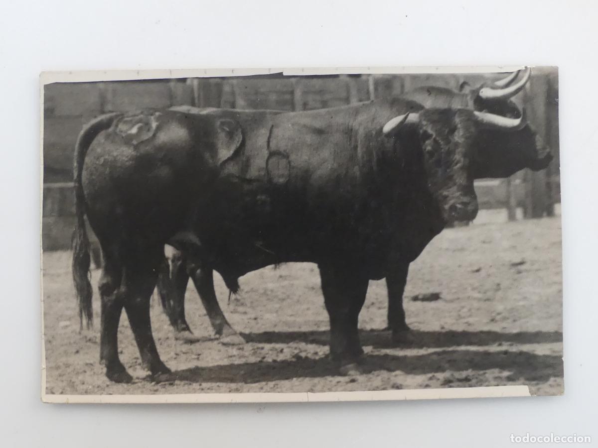 Postales: ANTIGUA TARJETA POSTAL -TORO -- REF: T101 - Foto 1
