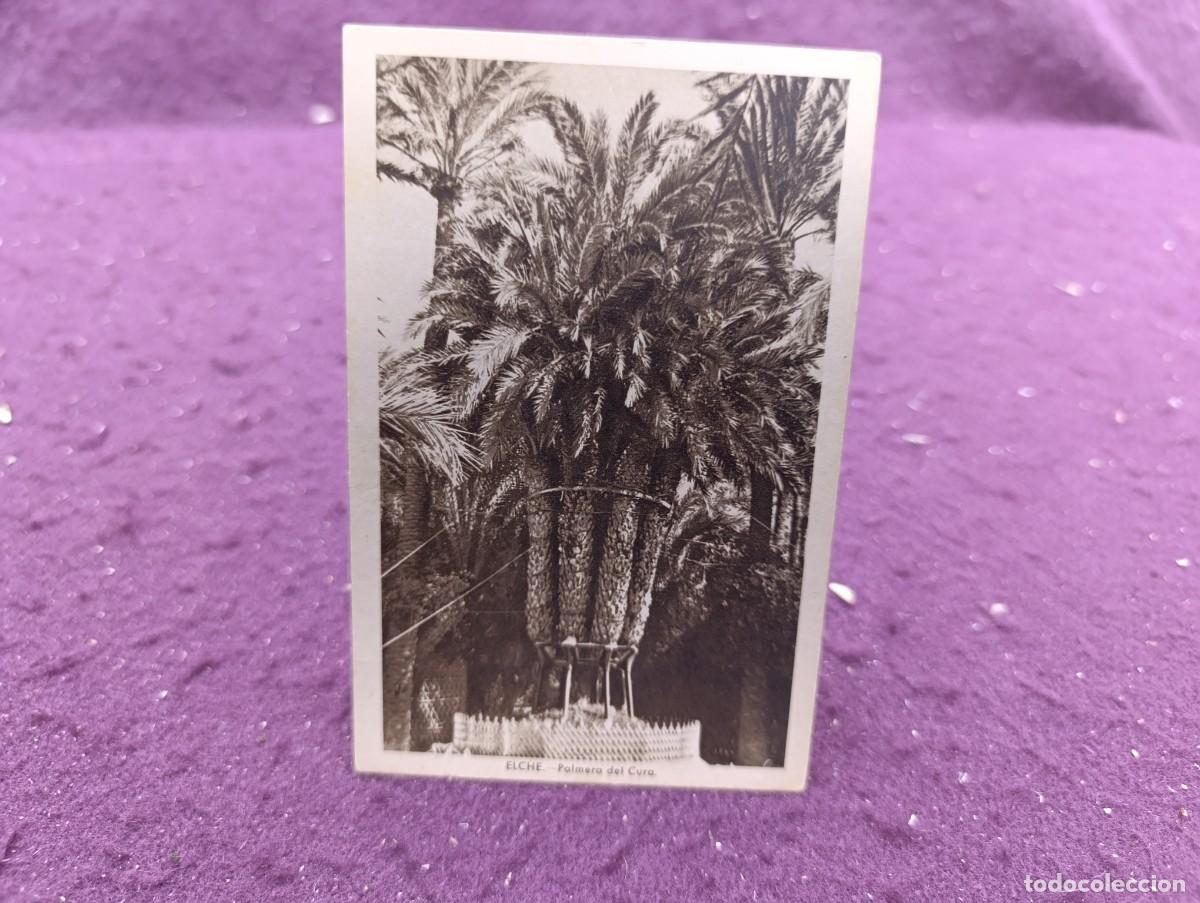 Postales: Postal, antigua o vintage, Palmera del Cura, Elche