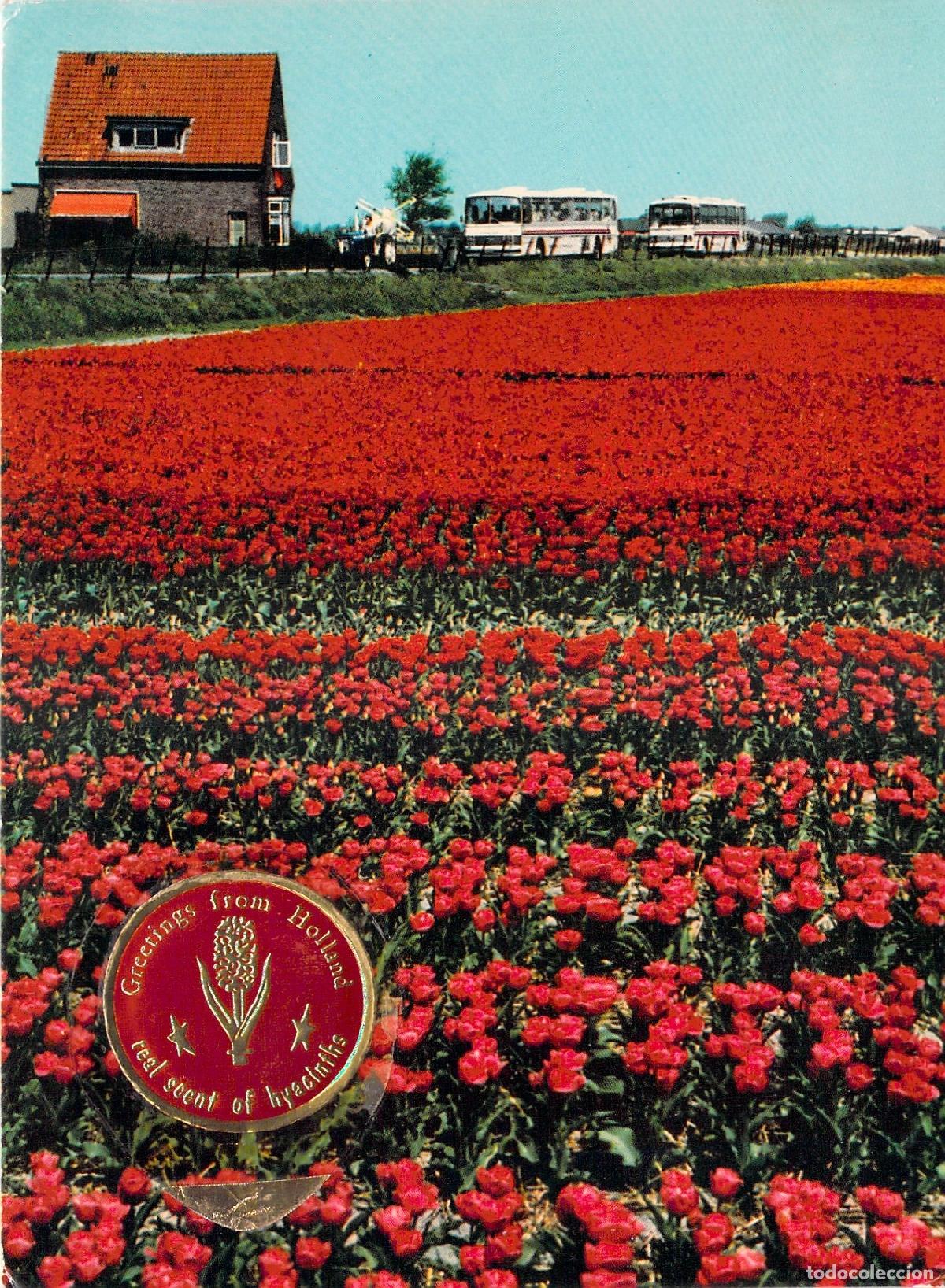 Postales: Postal de campos de tulipanes en Holanda - Foto 1