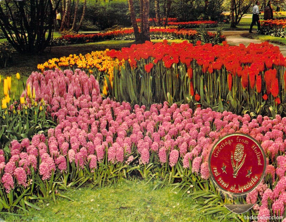 Postales: Postal de los jardines de flores de Holanda - Foto 1