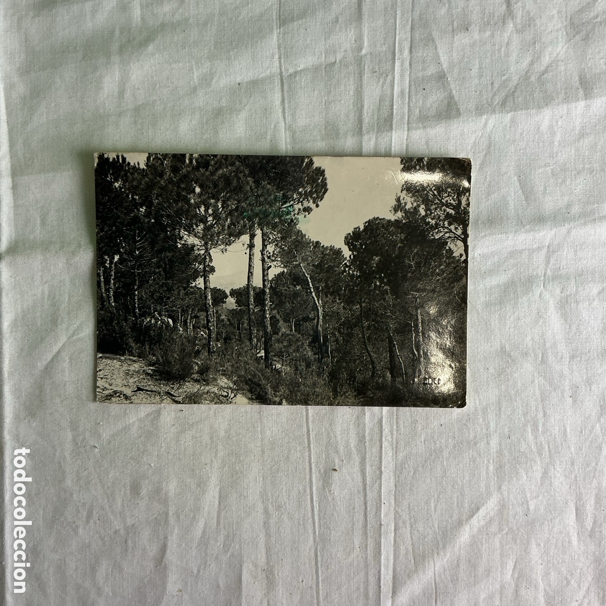 Postales: Postal antigua Gualba &ndash; Pinar en los alrededores &ndash; Barcelona &ndash; Circulada 1966