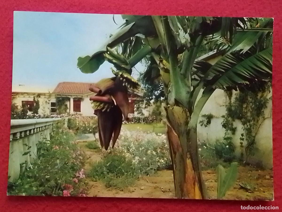 Postales: ANTIGUA POSTAL POST CARD PLATANERA BANANA TREE PLATANIER BANANEN PLANTAGE CARTE POSTALE POSTKARTE...